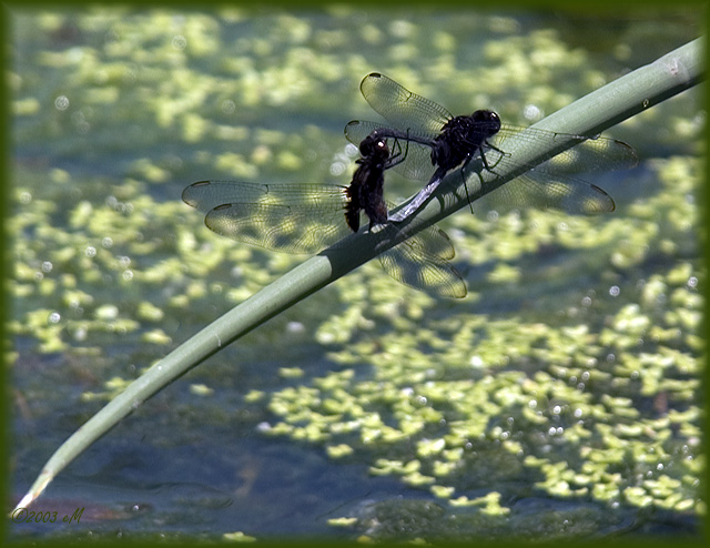 Pin-tailed Pondhawks  - in wheel