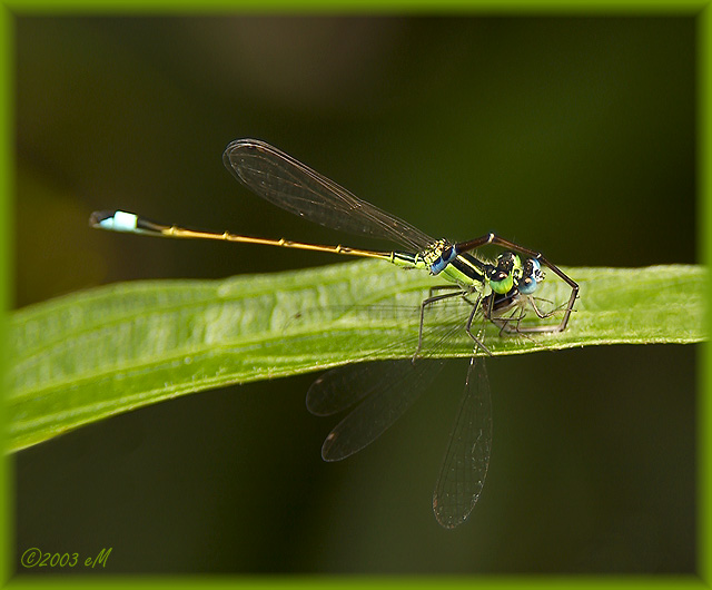 Ramburs Forktail & Everglades Sprite