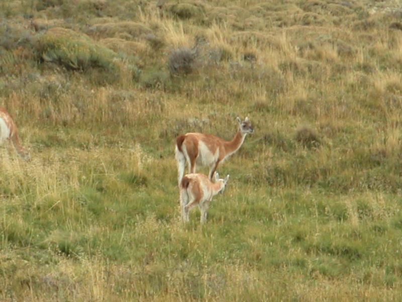 Mother and calf