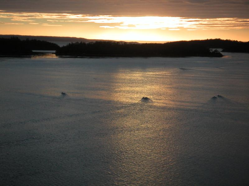 Ducks running on the water
