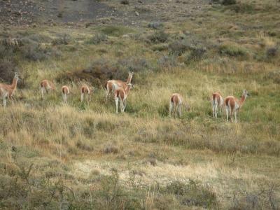 Guanaco