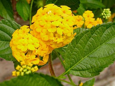 Gold Mound Lantana