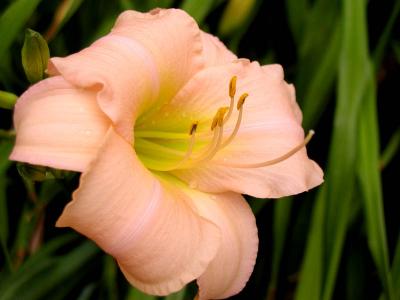 Daylily