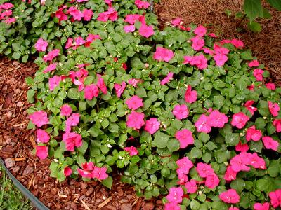 Impatiens