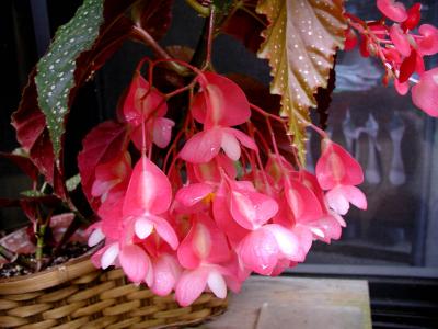 Angel Wing Begonia