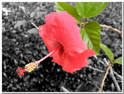 Background color removed