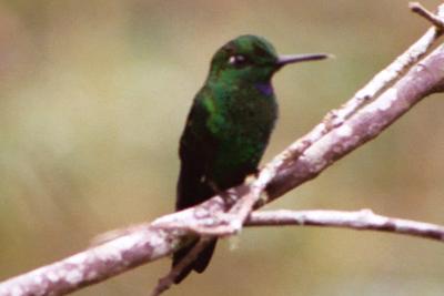 Hummingbird, Arenal