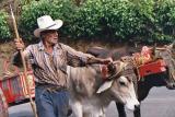 Oxcart driver, San Jose