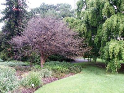 Sydney Botanical Garden Tree.jpg