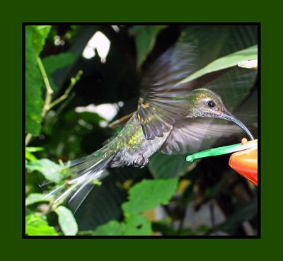 u25/mtf_foto_studies/medium/40683661.birdsmall.jpg