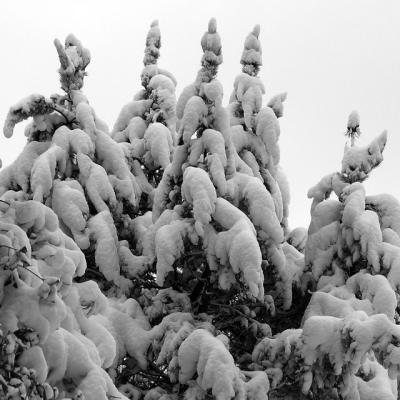 Winter Wonderland