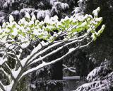 Spring Envy