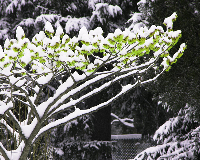 Spring Envy