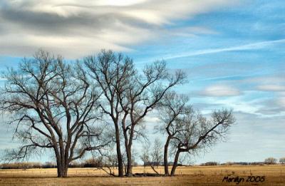 'bending in the wind ... '