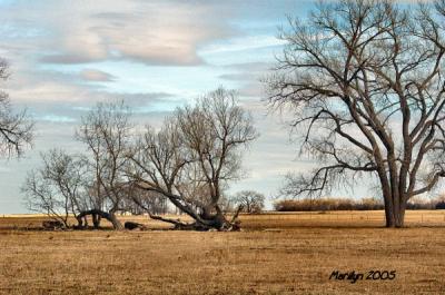 'watching o'er the pasture ... '