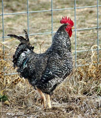 'doing the 'rosie strut' ... '