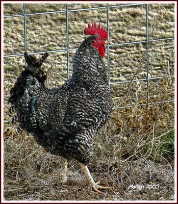 'putting my right foot out ... '
