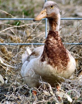 'the world is just ducky ... '