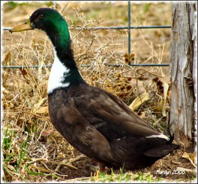 'feathers of green ... '