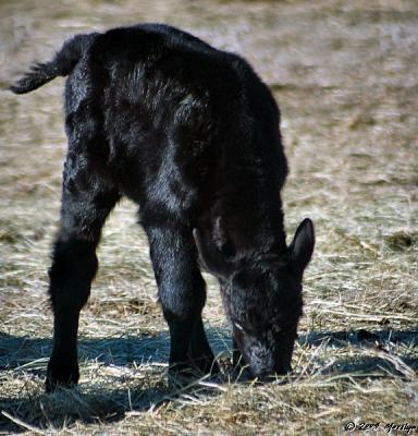 u25/mzm/medium/40731978.PCcalves38.jpg