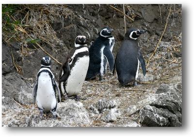 Magellanic Penguins of Chiloe