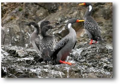 Orange-footed Cormorants