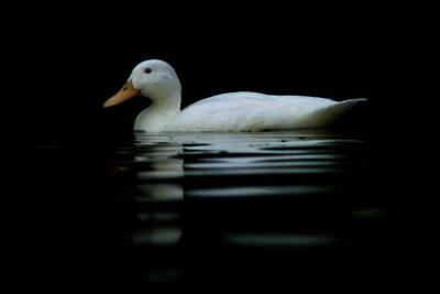 White duck.jpg