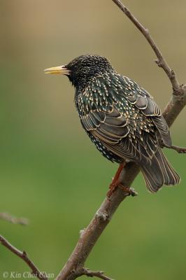 Starling (sturnus vulgaris)