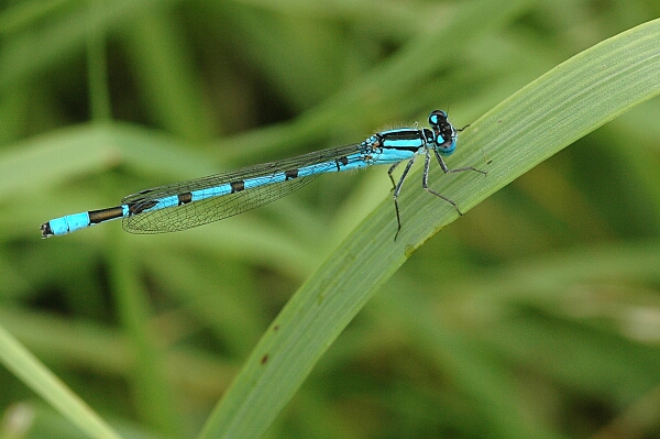 Common blue damselfly (Enallagma cyathigerum).jpg