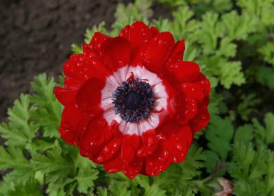 red new zealand rose