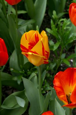 red yellow striped tulip