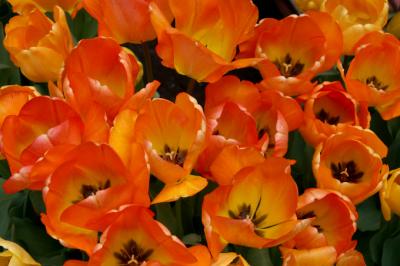 sunset tulips