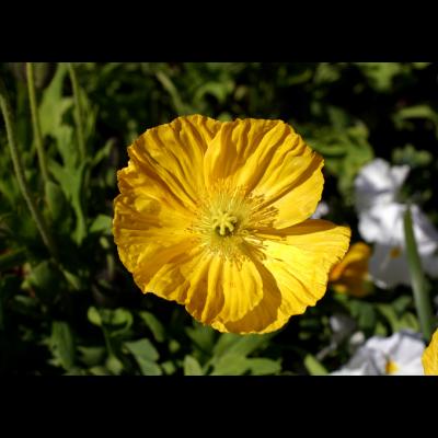 yellow icelandic poppy
