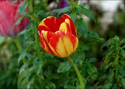 red yellow stripped tulip 2