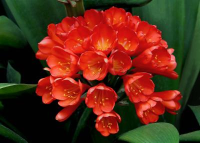 orange rhododendrons