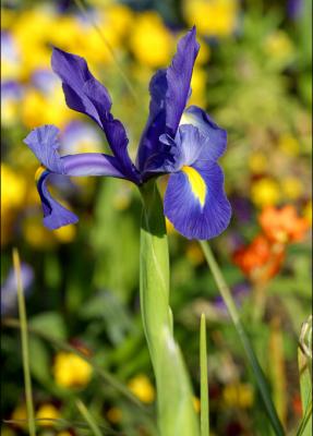 Royal Iris 1