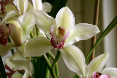 filoli orchid