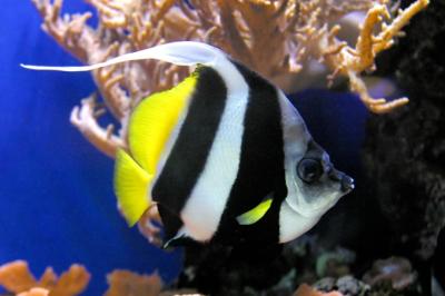 u25/ninadartworks/medium/15136362.angelfish_a.jpg