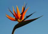 Bird of Paradise 5