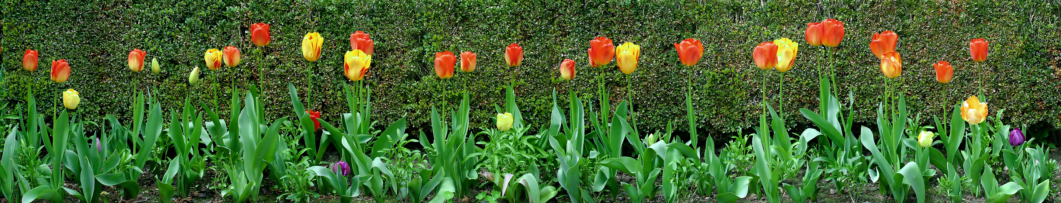 Tulip pano
