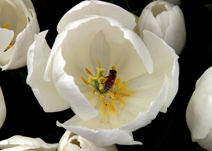 white tulip with bee