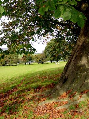 Horse Chestnut