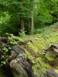 Magic Moss