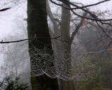 Autumnal web