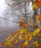 Autumn Mist