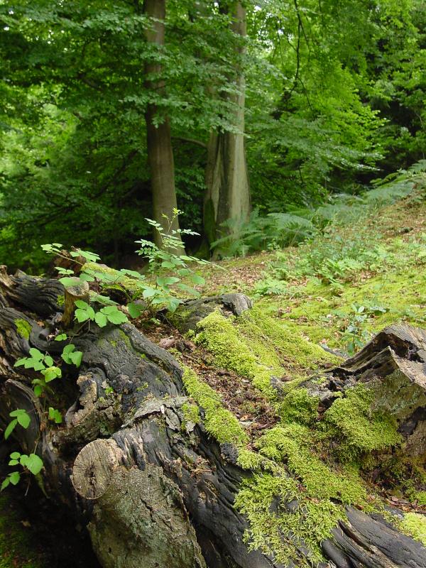 Magic Moss
