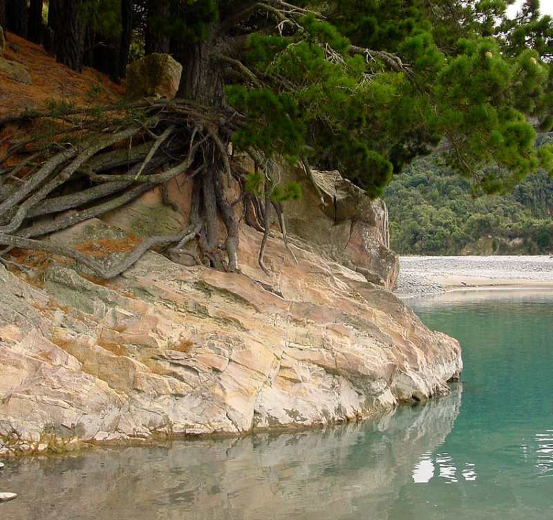 River Pines