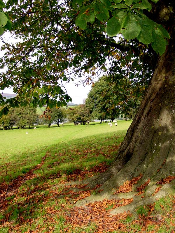 Horse Chestnut