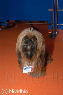 u25/nividhia/medium/40713506.IMadridTuningShow20.jpg