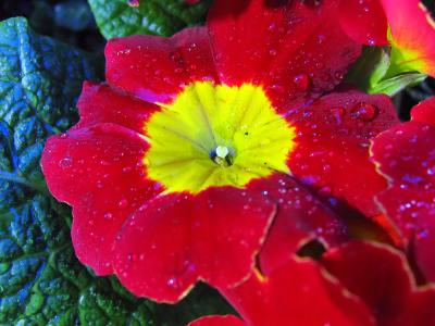 Flower Macro 3.jpg